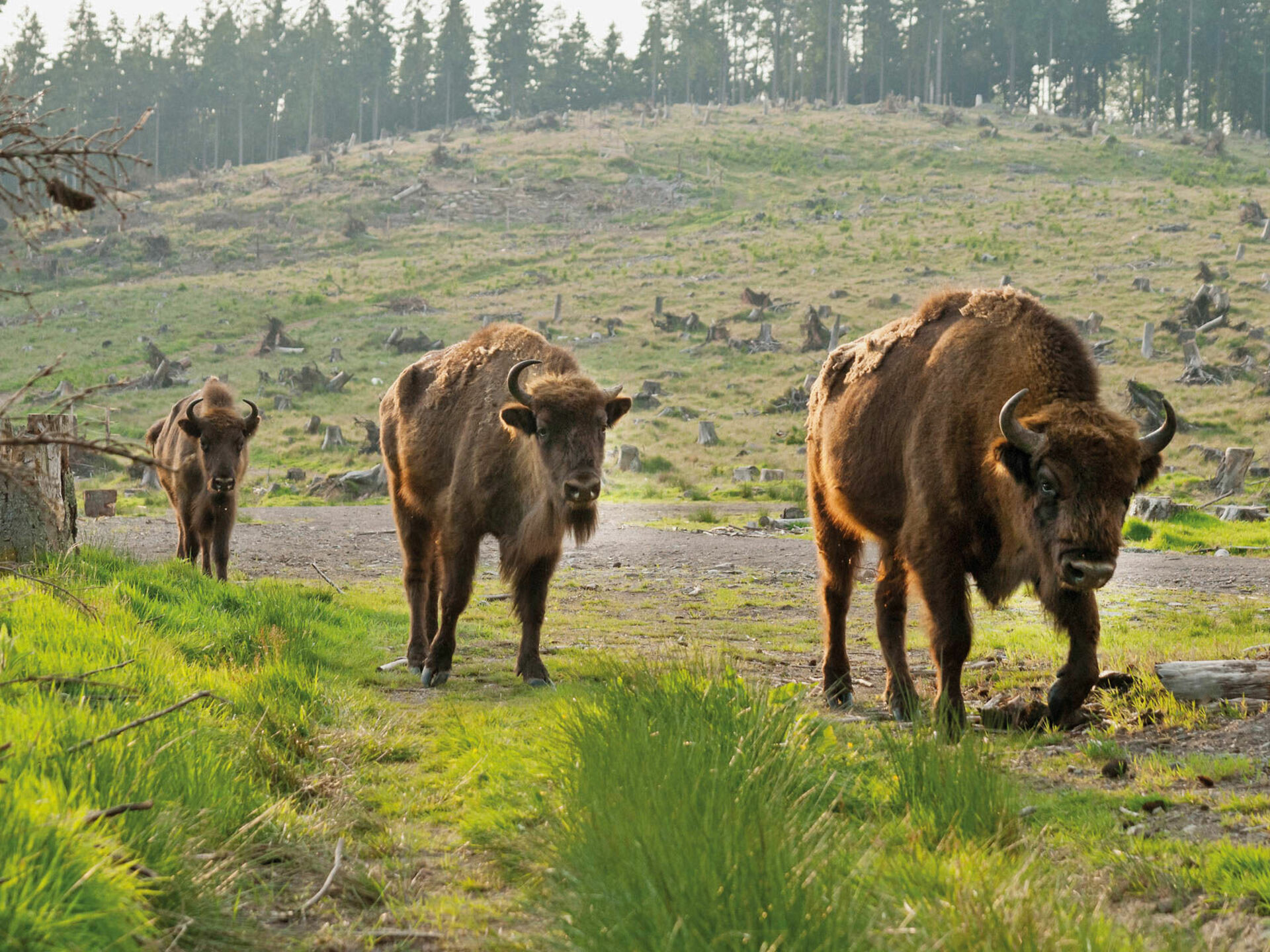 Wisente in der Wisent-Welt-Wittgenstein zwischen Wingeshausen und Jagdhaus