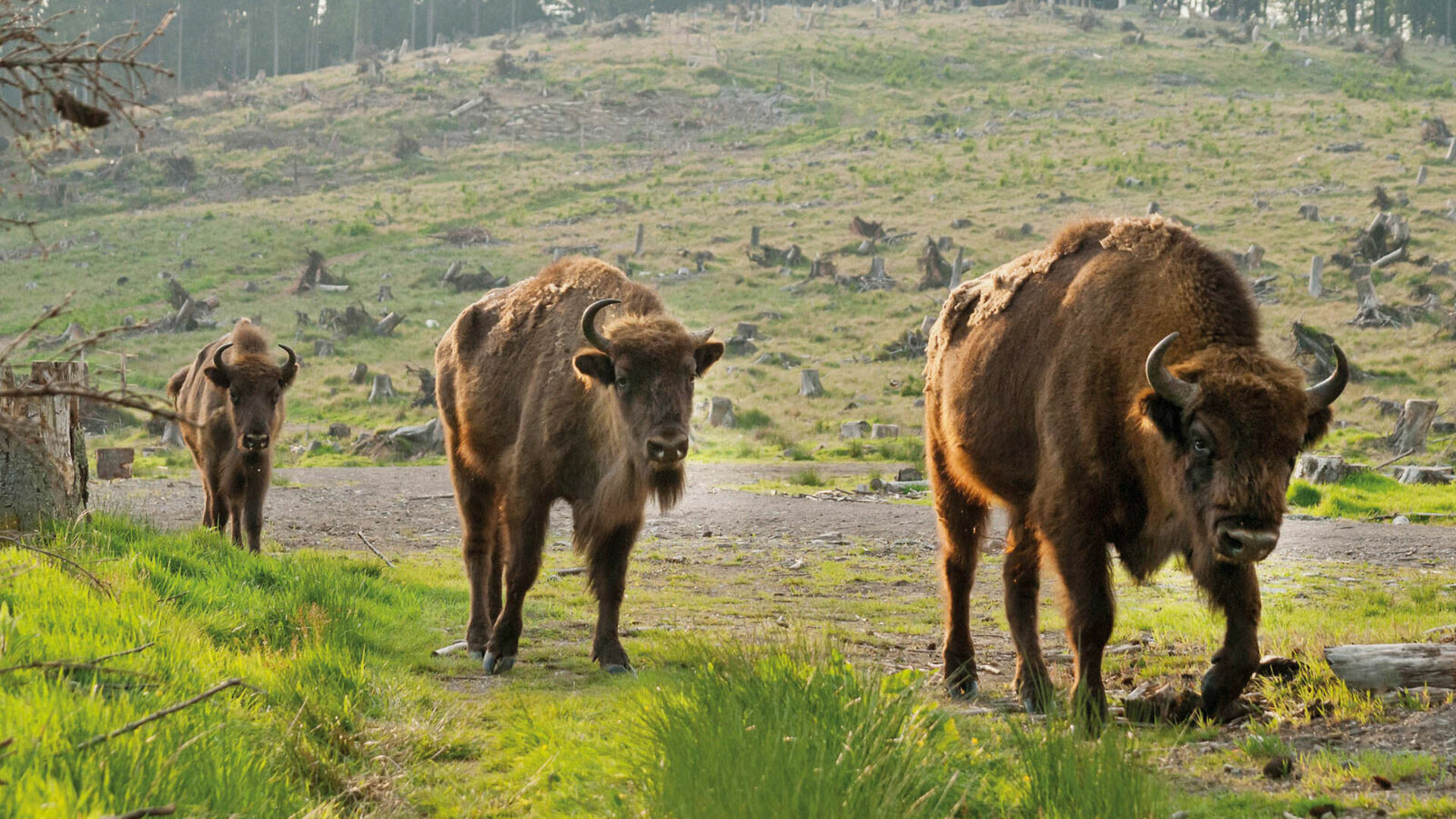Wisente in der Wisent-Welt-Wittgenstein zwischen Wingeshausen und Jagdhaus