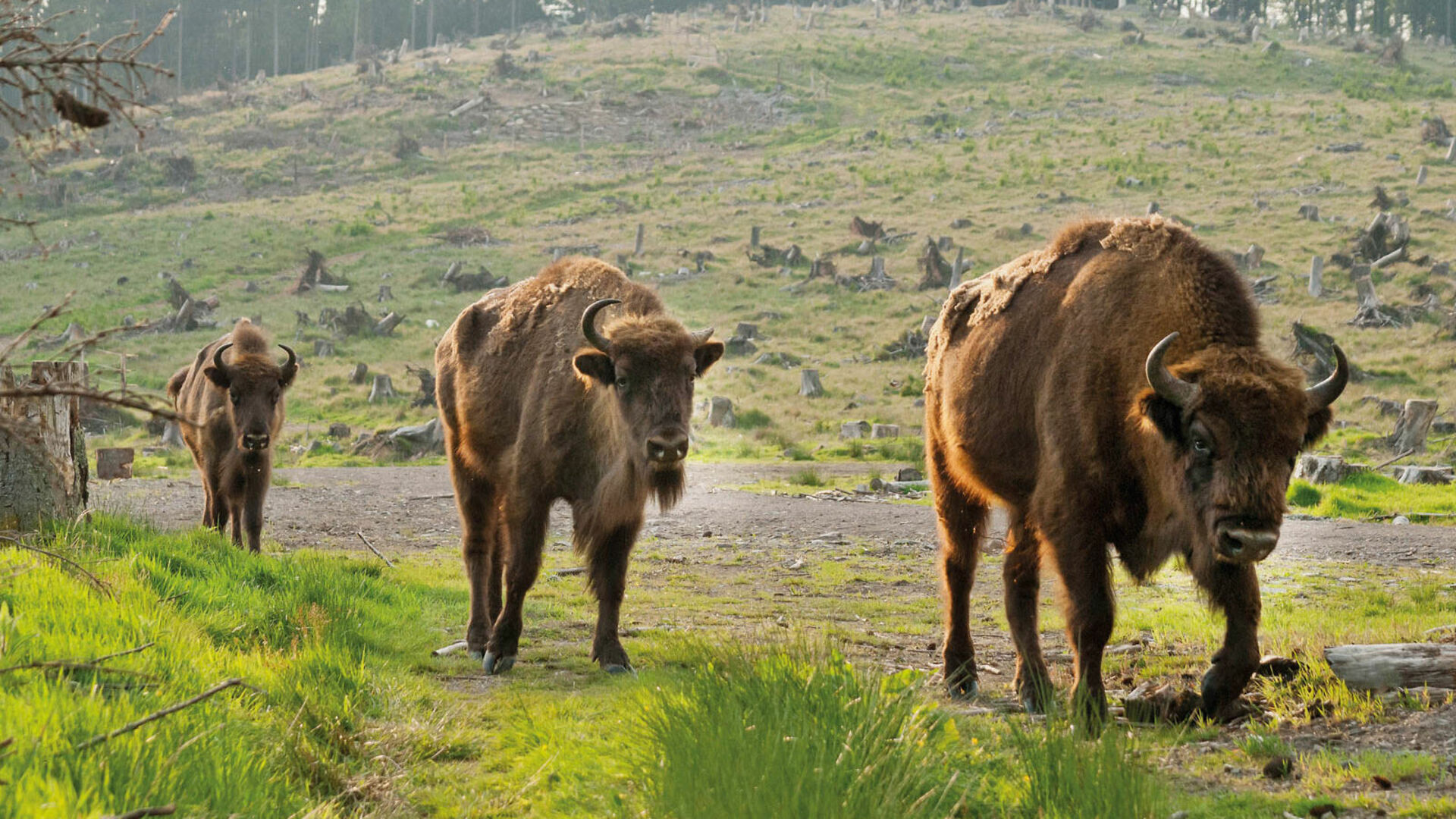 Wisente in der Wisent-Welt-Wittgenstein zwischen Wingeshausen und Jagdhaus